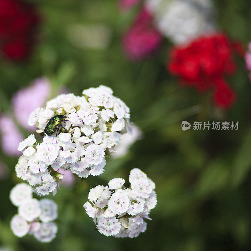 康乃馨花上的甲虫'Flower shafer'